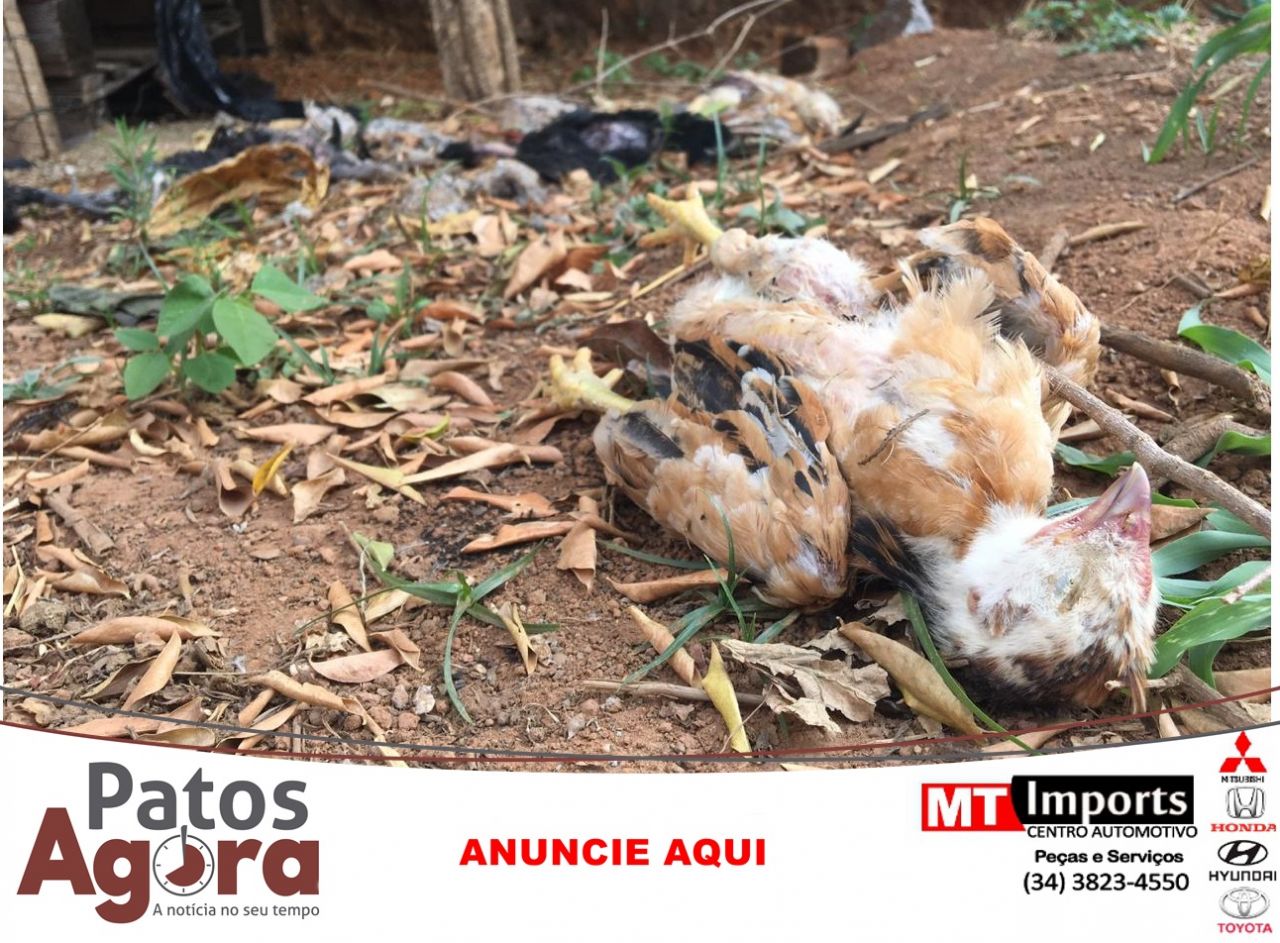 20 frangos são mortos e proprietário pede ajuda para identificar autor