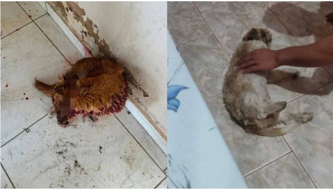 Cães aparecem com cortes no pescoço na zona rural de João Pinheiro; população se revolta