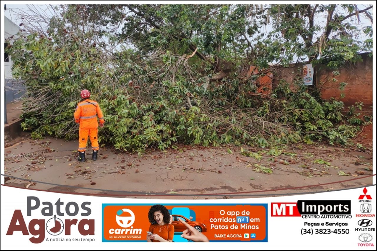 Bombeiros removem árvore caída devido a chuvas e ventos em Patos de Minas