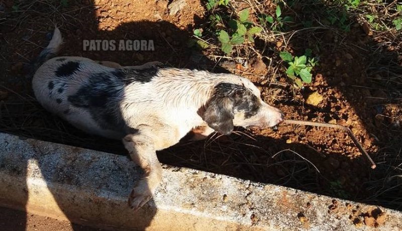 Lagoa Formosa: Cão é encontrado morto com vergalhão em sua boca