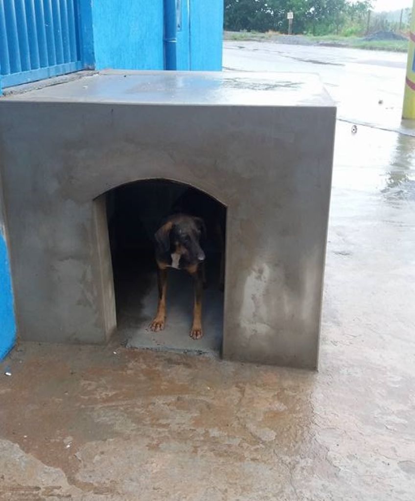 Empresária aproveita escada para construir casa para cachorros de rua