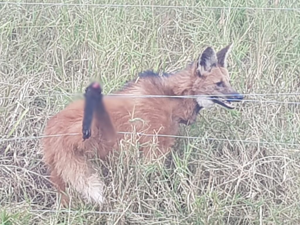 Lobo-guará é resgatado com fratura exposta após ficar preso em cerca de fazenda