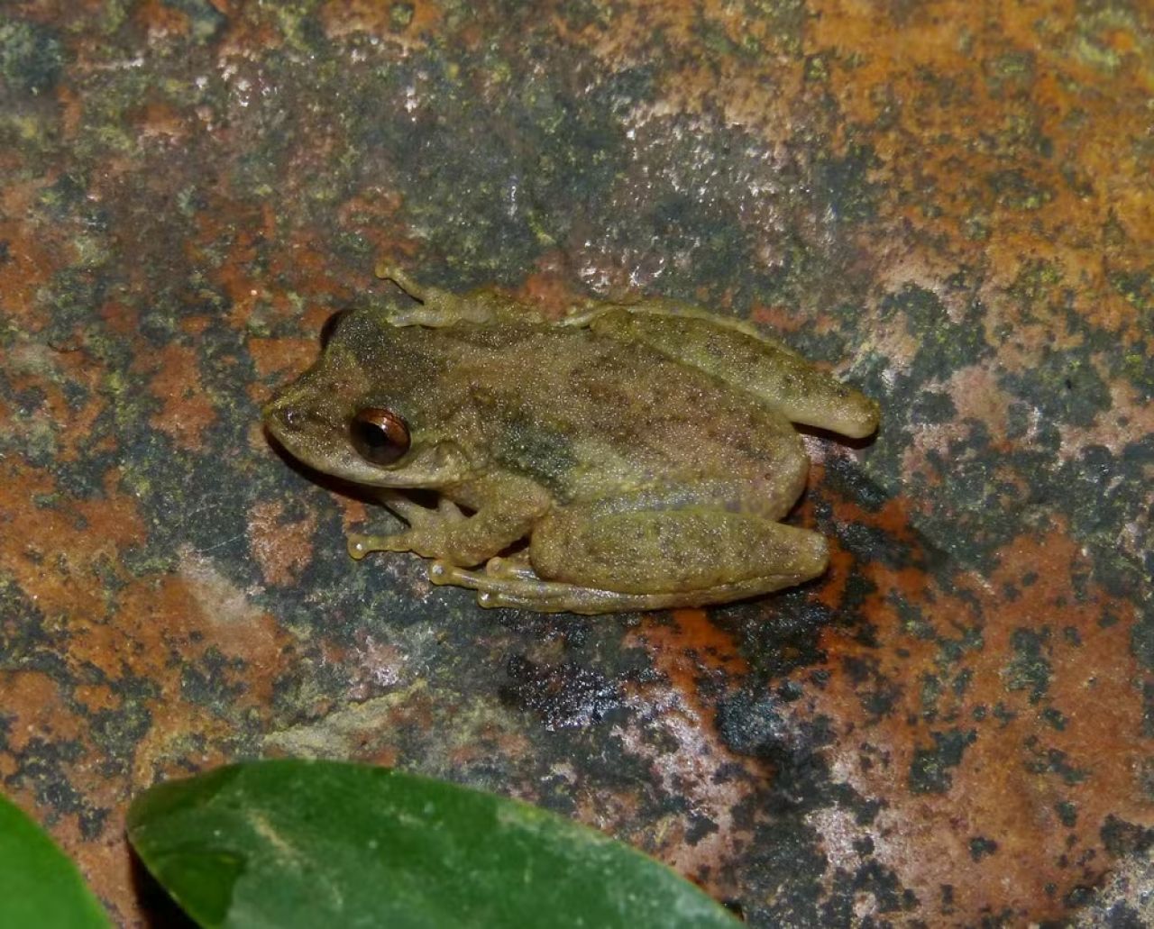Nova espécie de perereca é descoberta no Cerrado do Noroeste de Minas Gerais