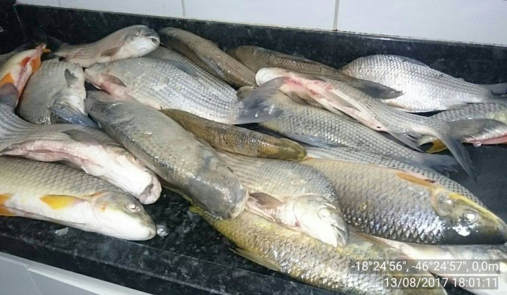 Pescadores são detidos com 30kg de peixes do Rio da Prata