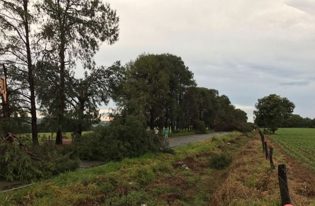 Tempestade derruba 15 árvores e interdita pista da LMG-743