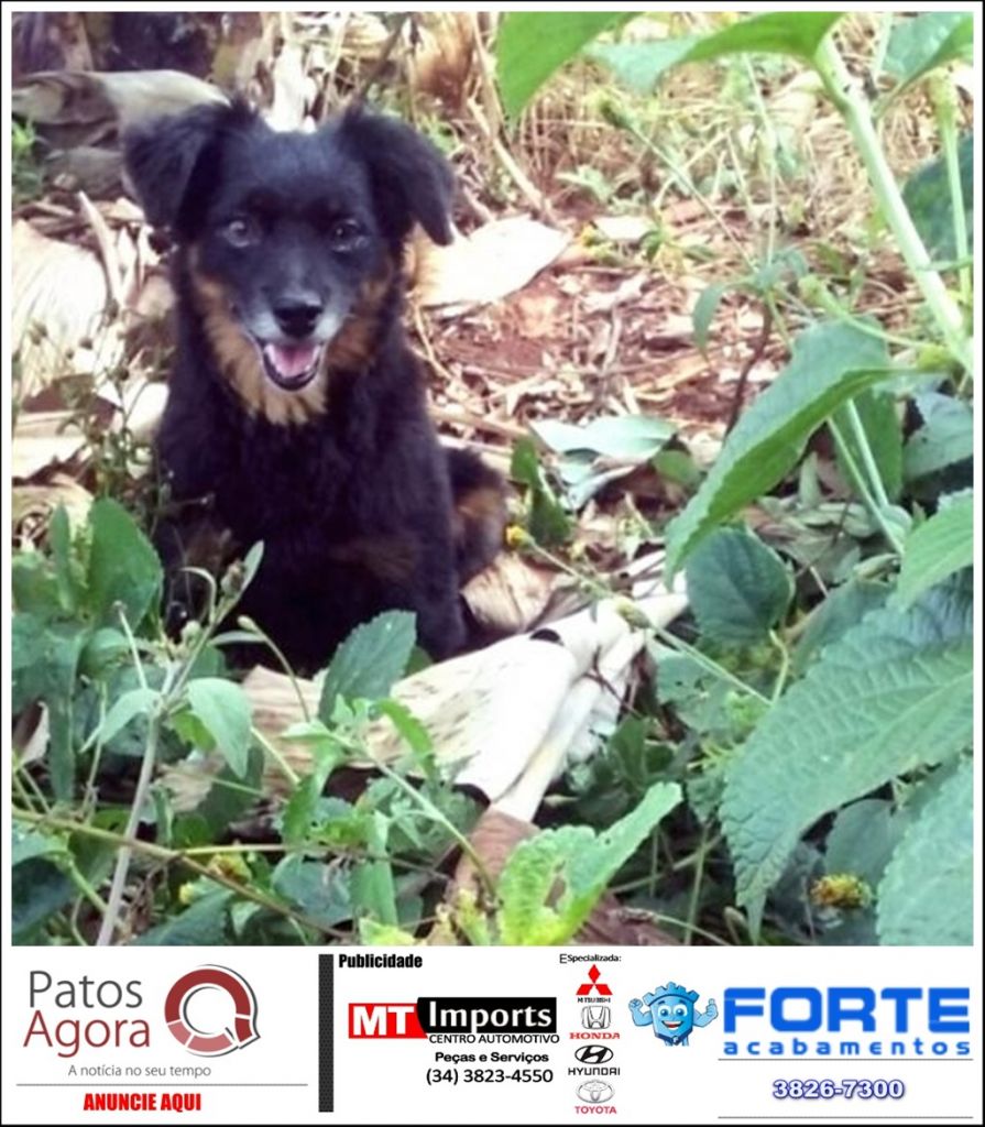 Família pede ajuda para encontrar cão que desapareceu nas imediações do Bairro Jardim Recanto