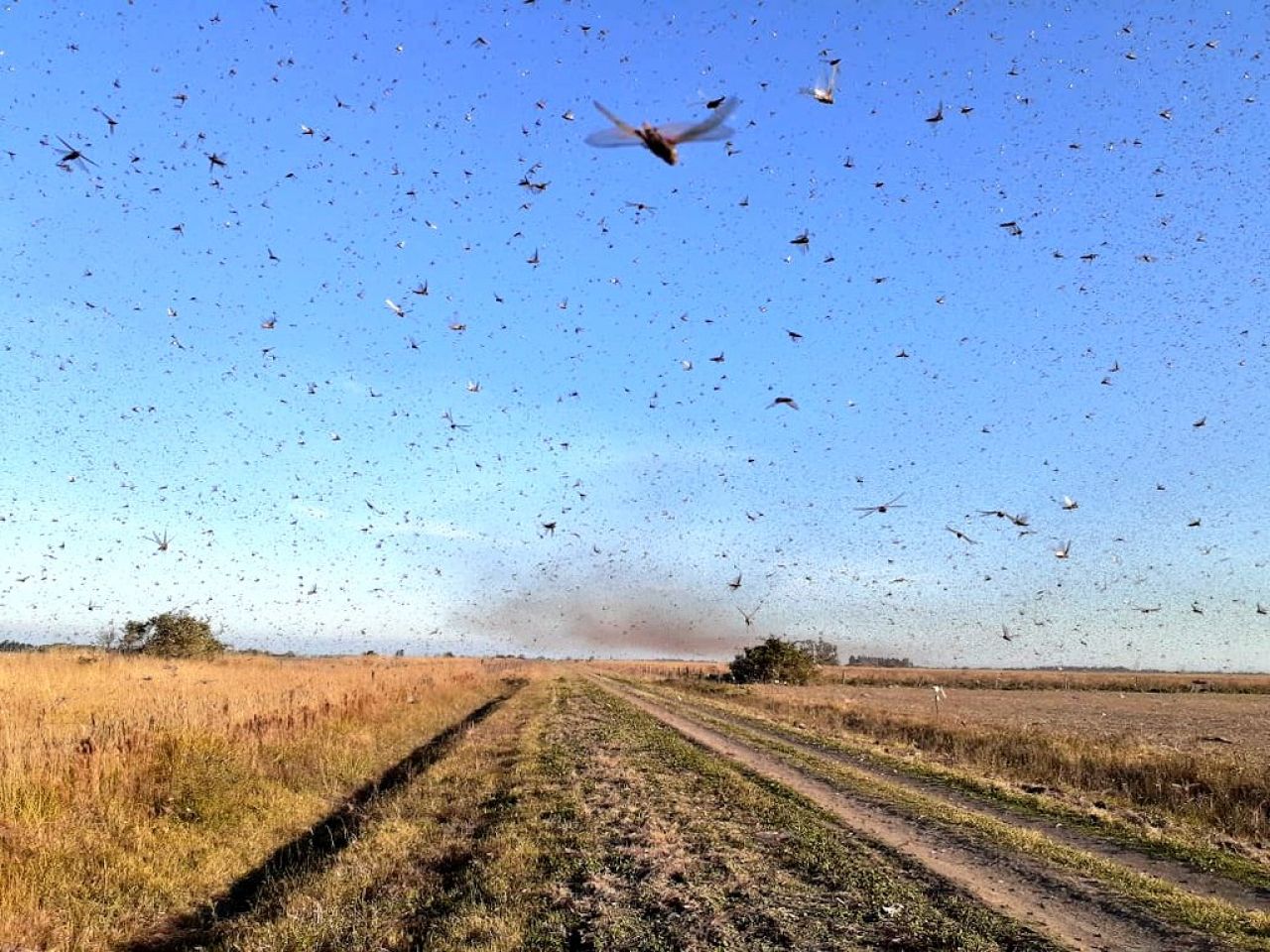 Nuvem de gafanhotos está próxima do Rio Grande do Sul