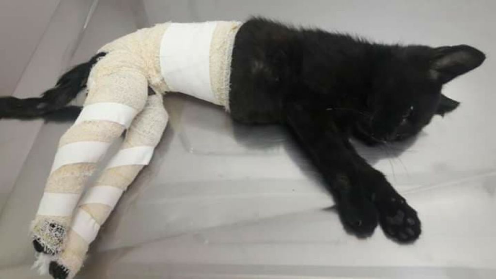 Gato de estimação é torturado e dona pede ajuda para arcar com despesas veterinárias