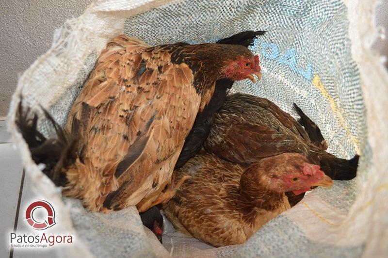 Ladrões invadem duas casas em Patos de Minas e furtam galinhas
