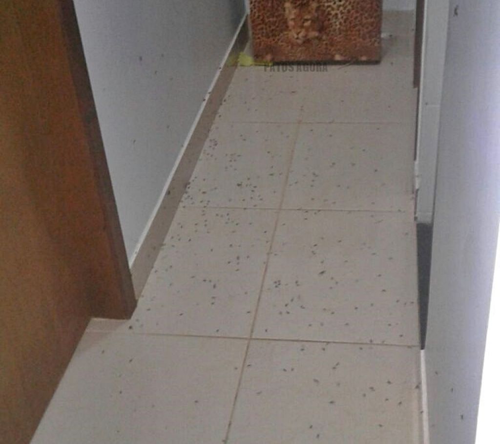 Milhares de insetos invadem casa em Patos de Minas; Veja o vídeo.
